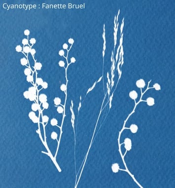 Atelier photo cyanotype