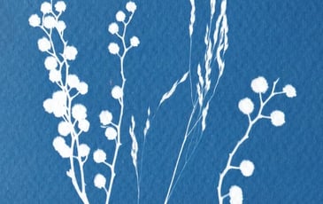Atelier photo cyanotype
